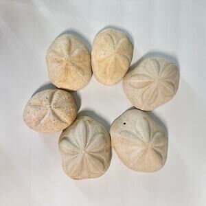 Lot of 6 Fossil Sand Dollars | Natural Sea Biscuit Specimens | Coastal Decor